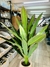 Planta de 1,65cm