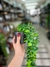 Planta colgante
