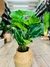 Planta con hojas degrade