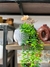 Planta colgante - comprar online
