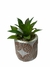 Cactus artificial - comprar online