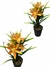 Planta de Lirios - comprar online