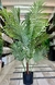 Palmera Areca