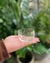 Envase petit