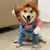 Imagem do Roupa Para Pets-TrajeAnimado