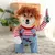 Roupa Para Pets-TrajeAnimado - loja online