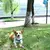 Coleira retrátil para cães de 3 metros e 5 metros, coleira para animais de est na internet