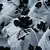Saia Plissada Cintura Alta com Estampa Floral - Toque Delicado - comprar online