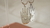 Aretes tarot en internet