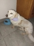 Imagen de Collar bandana