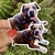 Stickers en internet