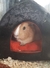 Iglú clásico