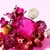 Perfume Shakira Fucsia Edp 80ml - Must Perfumeria