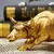 Escultura Touro Dourado - Significado de Força e Sucesso - iShop Brazil