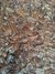Nuez pecan