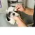 Discos de Algodão Higienizadores para Pets – Olhos, Orelhas e Patas
