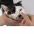 Discos de Algodão Higienizadores para Pets – Olhos, Orelhas e Patas - loja online
