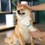 Escova Secadora De Pelos Para Pet Cachorro Gatos - comprar online