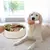 Caça ao Franguinho – Brinquedo Inteligente e Tapete Olfativo para Cães - comprar online