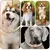 Imagem do Coleira Royal Shine – Corrente de Luxo para Cães e Gatos com Atitude