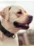 Coleira Tática para Cães na internet