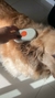 VapoPelus Pet — Escova a Vapor Retrátil USB - Chique Pet