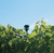 Aspersor Rain Bird Lf2400 Defletor Vinho 35 Unidades na internet