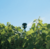 Aspersor Rain Bird Lf2400 Defletor Vinho 30 Unidades - loja online