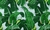 Pantalla Velador Alocasia en internet