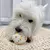 Brinquedo Bola de Borracha com Luz para Cães – Resistente, Elástica e Interativa | Ideal para Mastigação e Jogos de Arremesso. - loja online