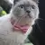 Coleira de Veludo para Gatos e Filhotes – Com Laço Bowknot, Sino e Fivela de Segurança Ajustável - comprar online