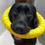 Anel de Brinquedo para Cães – Indestrutível e Flutuante | Ideal para Mastigação, Treinamento e Busca.