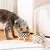 Comedouro Antiderrapante para Cães e Gatos – Plástica, Grande Capacidade, Design com Pescoço Alto. - loja online