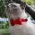 Coleira de Veludo para Gatos e Filhotes – Com Laço Bowknot, Sino e Fivela de Segurança Ajustável - loja online
