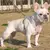 Imagem do Conjunto de Coleira e Peitoral Respirável para Cães – Refletivo e Confortável para Raças Pequenas e Médias