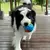 Bola Mordedor Interativa para Cães – Brinquedo de TPR Macio com Apito | Resistente à Mordida e Ideal para Limpeza dos Dentes - Amicão & Mia