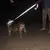 Guia Reflexiva para Cães e Gatos – Trela de Treinamento 1.2m / 1.5m / 1.8m para Caminhadas Seguras. - comprar online