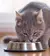 Pack Ração Úmida GranPlus Gourmet Sachê Gatos Carne Adultos 18 Un 85g Cada - loja online
