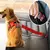 Cinto de segurança ajustável para cães e gatos, cinto de segurança para anim - comprar online