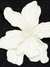 VESTIDO ANGELLICA - tienda online