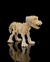 Cachorro esqueleto