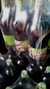 Caixa de Sangria Caroreña 6unds de 1,75L na internet