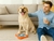 Imagem do QUEBRA-CABEÇA INTERATIVO PARA CÃES – DIVERSÃO E ESTIMULO
