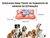 QUEBRA-CABEÇA INTERATIVO PARA CÃES – DIVERSÃO E ESTIMULO - loja online