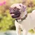 COLEIRA DE NYLON PARA CÃES COM GRAVAÇÃO DE NOME – CONFORTO E IDENTIFICAÇÃO - PetMimo