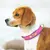 Imagem do COLEIRA PREMIUM PERSONALIZADA, GRAVAÇÃO DE NOME PARA CÃES – CONFORTO E SEGURANÇA