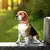 Imagem do COLEIRA PREMIUM PERSONALIZADA, GRAVAÇÃO DE NOME PARA CÃES – CONFORTO E SEGURANÇA