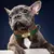 COLEIRA PREMIUM PERSONALIZADA, GRAVAÇÃO DE NOME PARA CÃES – CONFORTO E SEGURANÇA