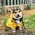 Capa de Chuva Pet Fashion - Bichôu