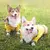 Capa de Chuva Pet Fashion - loja online